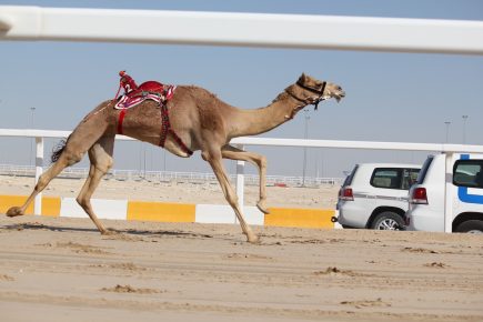 The camel is running