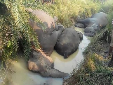 Seven elephants died in the Indian state of Orissa