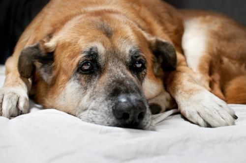Changing behavior and pain in an old dog