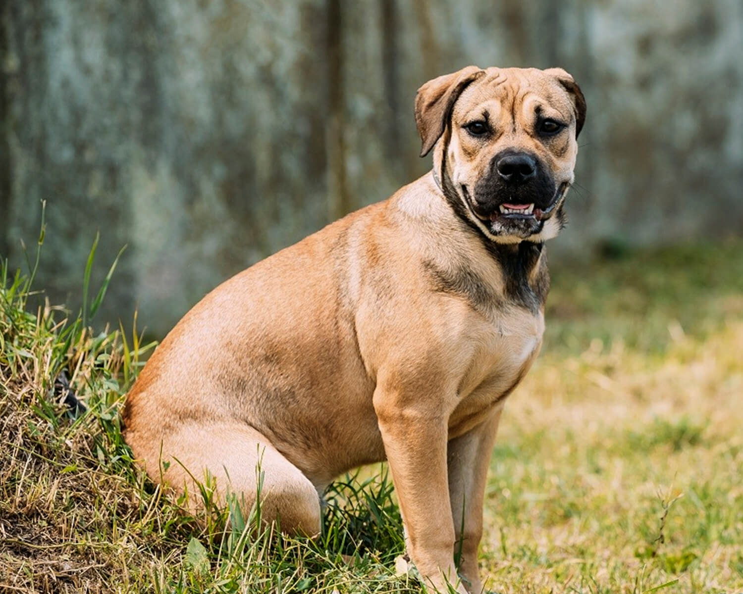dog breed ca de bo