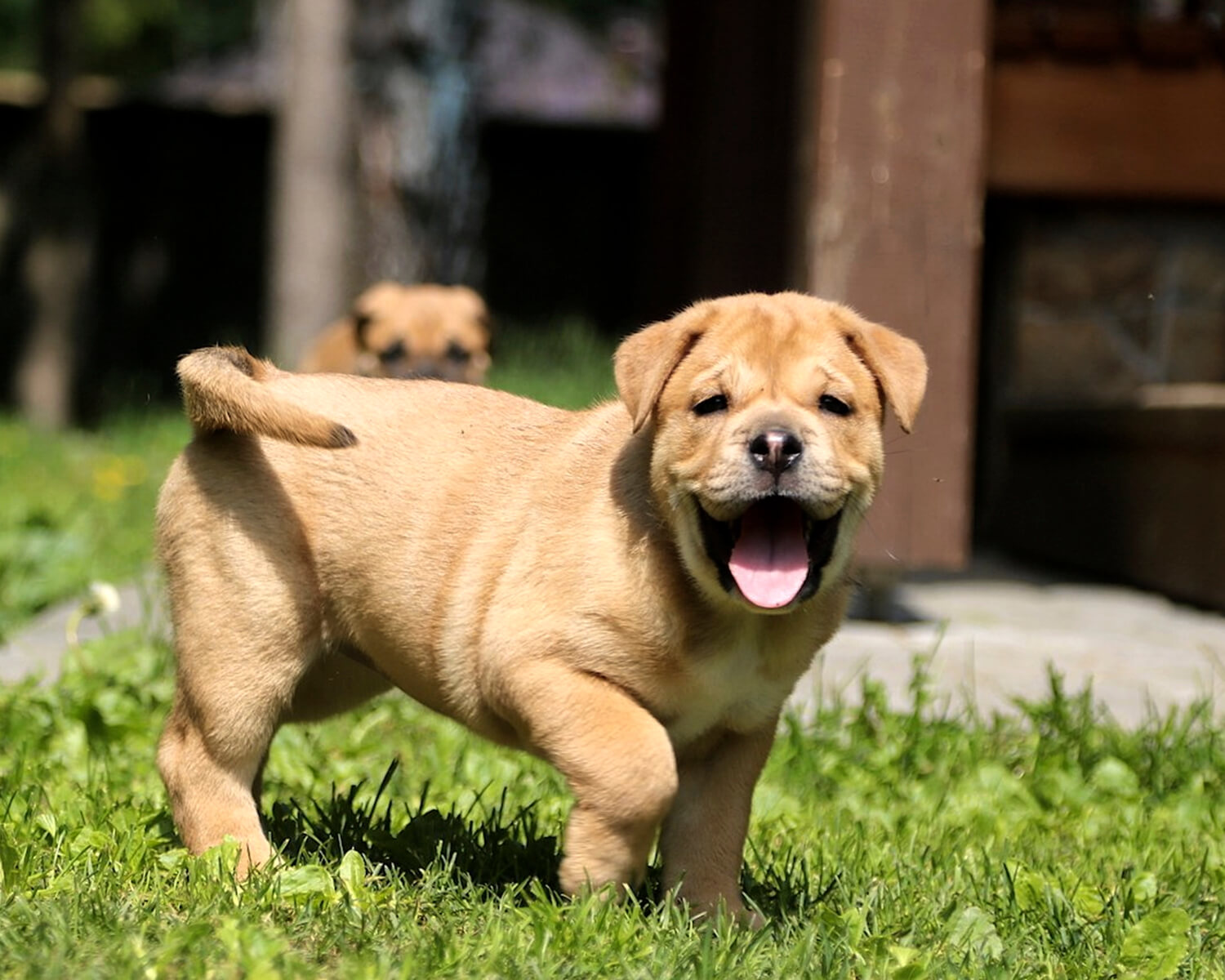 ca de bo puppy
