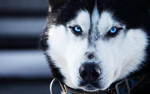 How huskies endure frost and why they love cold