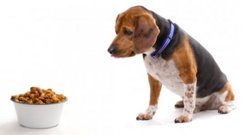 How and how to feed a dog with sugar diabetes