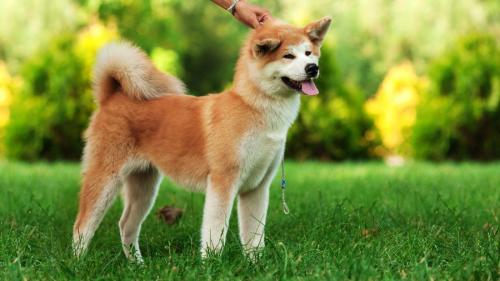 What to call Akita Inu (Hachiko dog)