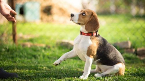What to name a beagle