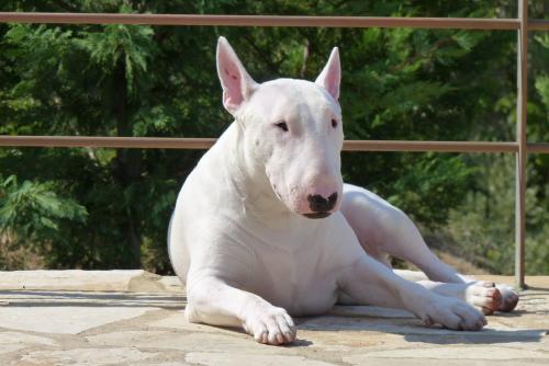 How to name a bull terrier