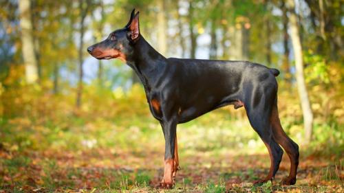 How to call a Doberman