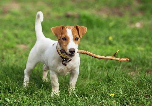 How to name a Jack Russell Terrier