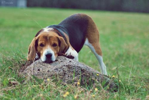 What to call an Estonian hound