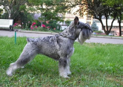 What to call the Mittelschnauzer