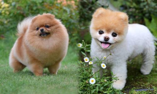 What to call a Pomeranian