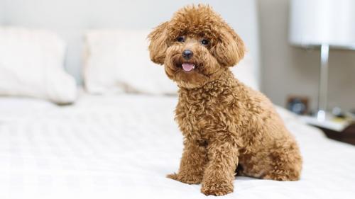 How to name a poodle