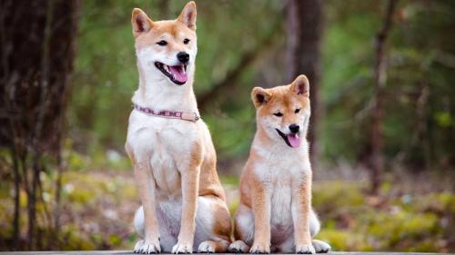What to call Shiba Inu