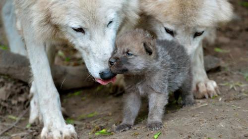 How to name a wolf and a wolfhound