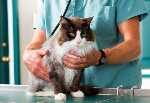 How to give a cat first aid?