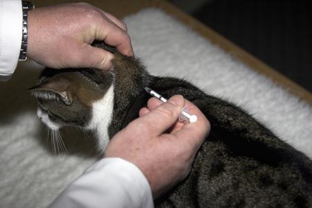 How to give an injection to a cat