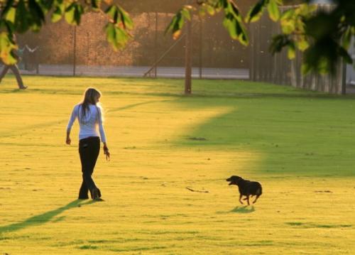 How to walk your dog regularly