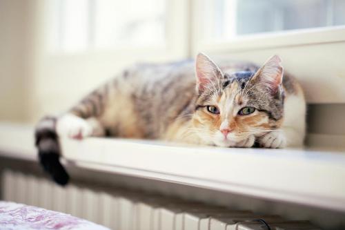 How to make a domestic cat active and happy?