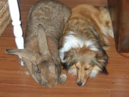 How to keep giant rabbits