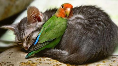How to keep a cat with a parrot, canary and other birds