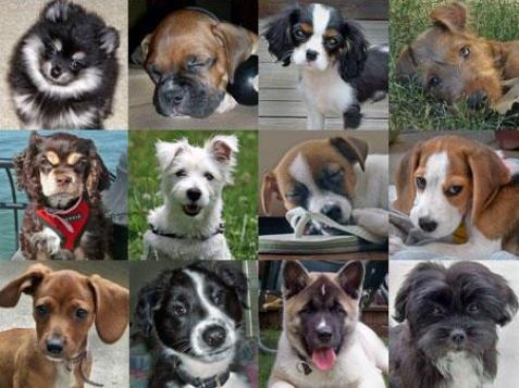 How to choose the best dog breed for you