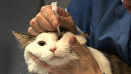 How to instill eye drops for cats