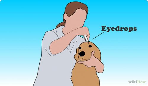 How to instill eye drops for dogs