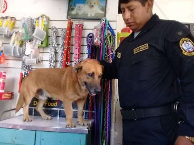 Police Dog Chato