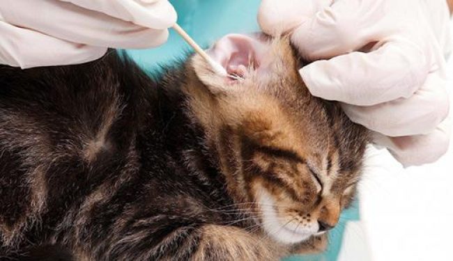 How to clean your cat’s ears