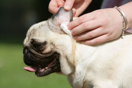 Cleansing the dog’s ear