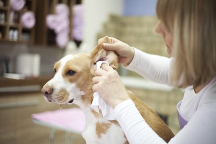 Cleaning the dog’s ears