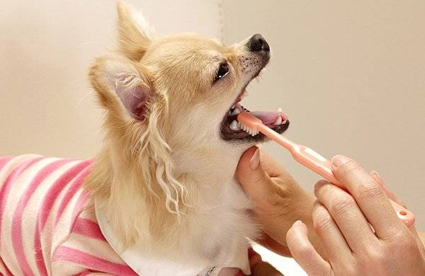 How to brush a dog’s teeth