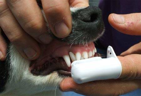 Proper brushing of a dog’s teeth