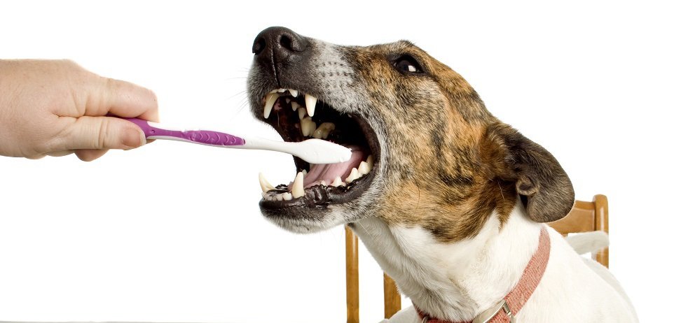 How to brush a dog’s teeth at home: step by step recommendations