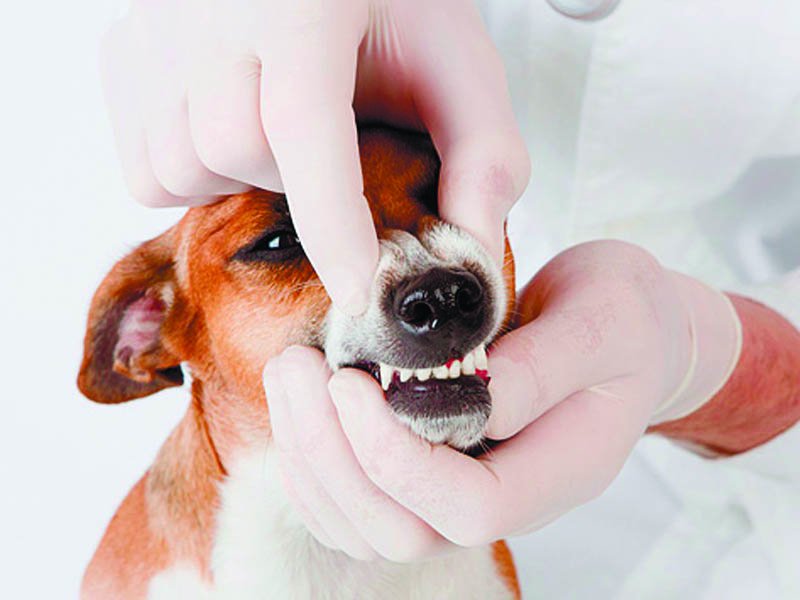 How to brush a dog’s teeth at home: step by step recommendations