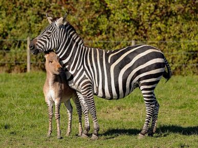 Zebra Mom with her Cub Zippy