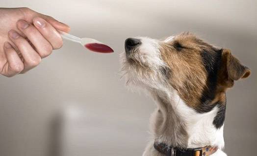 How to give a dog a liquid medicine