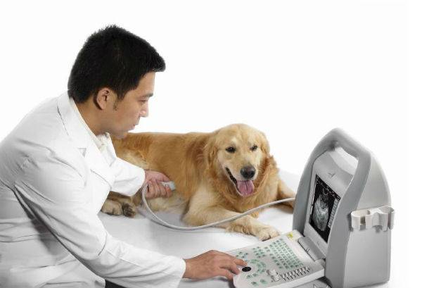 do ultrasound to the dog