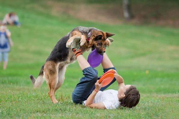 German Shepherd
