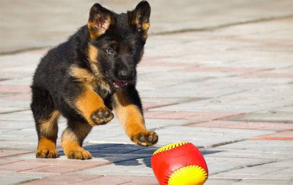 place puppy team