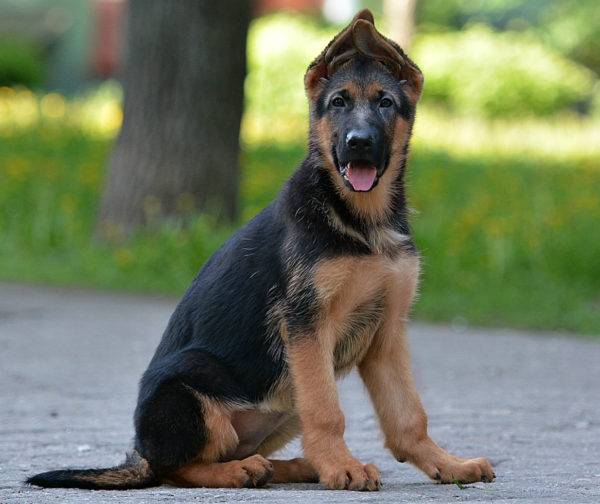 German shepherd team sit
