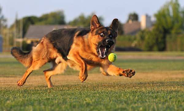 German shepherd and ball