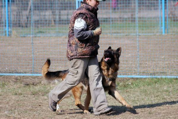a team near a German shepherd