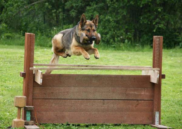 German Shepherd Training