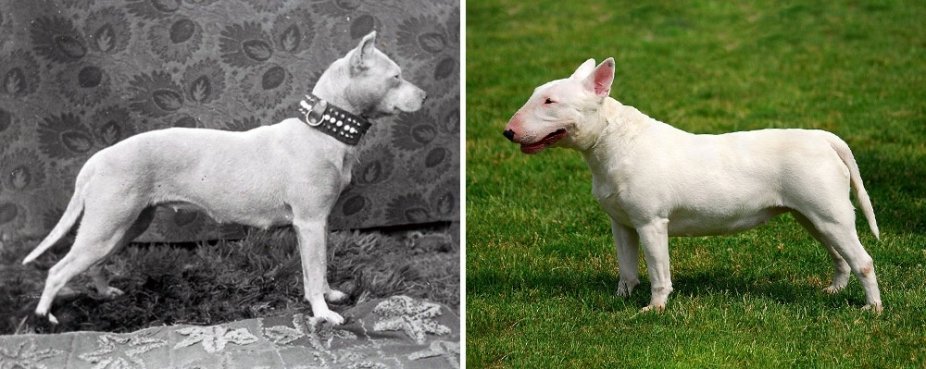 Bull Terrier 100 years ago and today
