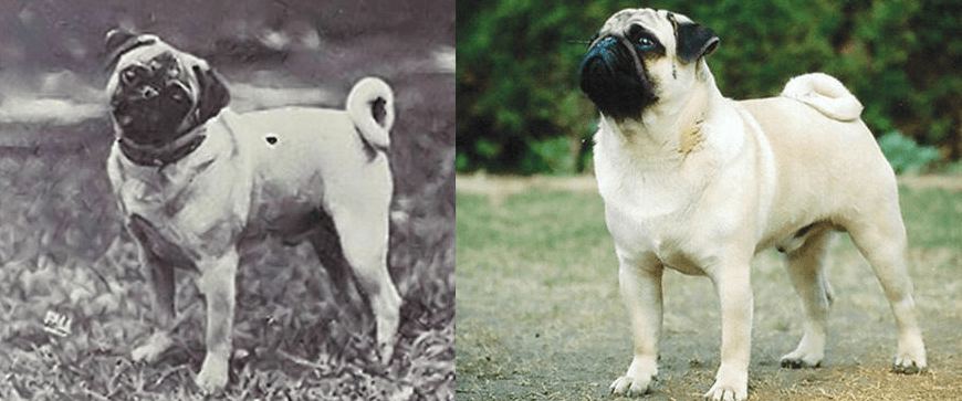 Pug today and 100 years ago