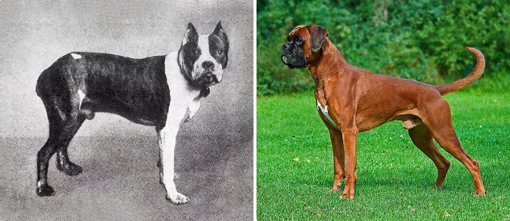 Comparison of German Boxer Dogs