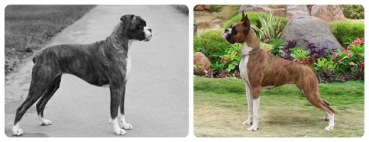 German boxer