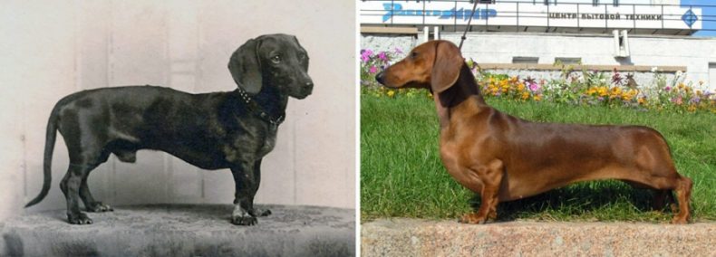 Dachshund today and 100 years ago, a comparison