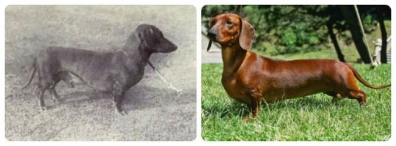 Comparison of dachshunds now and 100 years ago